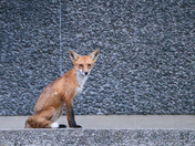Urban Fox life