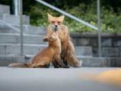 Urban Fox life
