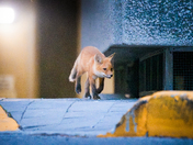 Urban Fox life