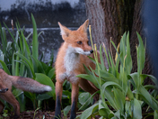 Urban Fox life