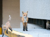 Urban Fox life
