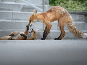 Urban Fox life