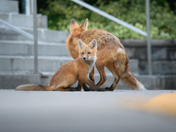 Urban Fox life