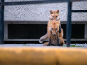 Urban Fox life