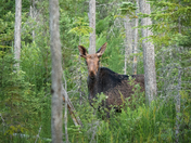 Mid summer moose