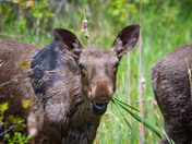 Mid summer moose