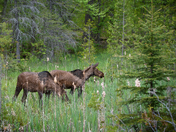 Mid summer moose