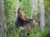 Mid summer moose
