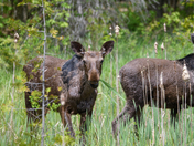 Mid summer moose