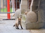 urban fox family