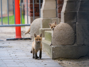 urban fox family