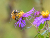 Bee on flower - macro