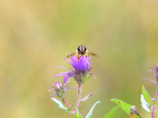 Bee on flower - macro