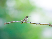 Ruby throated hummingbird