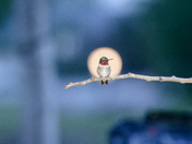 Ruby throated hummingbird