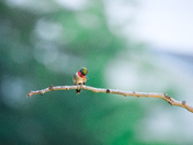 Ruby throated hummingbird