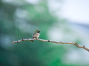 Ruby throated hummingbird