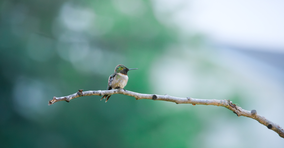 Ruby throated hummingbird