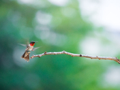 Ruby throated hummingbird