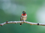 Ruby throated hummingbird