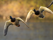 ducks in flight