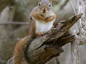 well fed but still seeking food