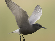 Black tern 