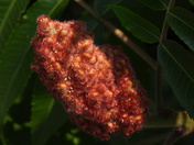 Grande Aigrette et sa proie (great egret and her pray)