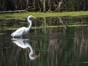 Grande Aigrette et sa proie (great egret and her pray)