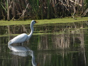 Grande Aigrette et sa proie (great egret and her pray)