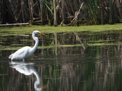 Grande Aigrette et sa proie (great egret and her pray)