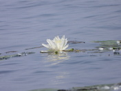 Grande Aigrette et sa proie (great egret and her pray)