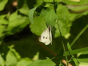 Grande Aigrette et sa proie (great egret and her pray)