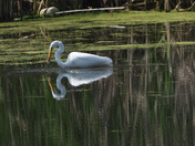 Grande Aigrette et sa proie (great egret and her pray)