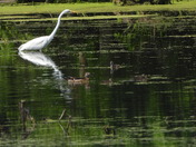 Grande Aigrette et sa proie (great egret and her pray)