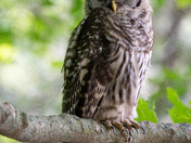 Young Barred Owl on a hot day
