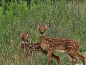 Acadia National Park