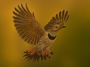 Northern flicker 2025