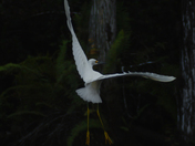 Big Cypress National Preserve