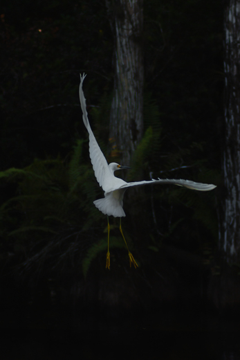 Big Cypress National Preserve