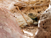 Grand Canyon National Park