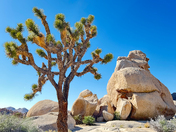 Joshua Tree National Park