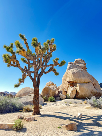 Joshua Tree National Park