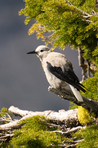 Crater Lake National Park