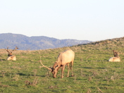 Point Reyes National Seashore