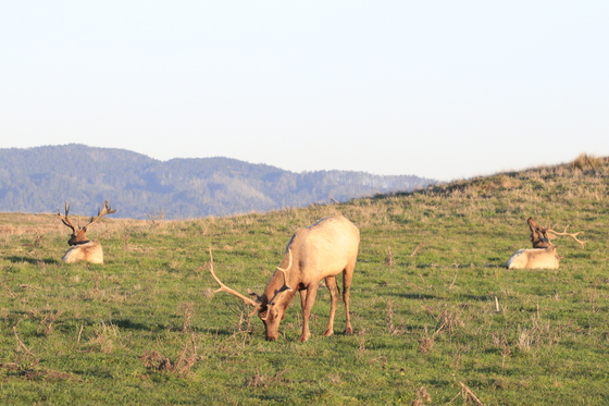 Point Reyes National Seashore