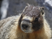 Yosemite National Park