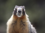 Yosemite National Park