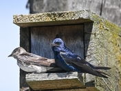 A pair of Purple Martins
