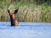 Moose out for a swim